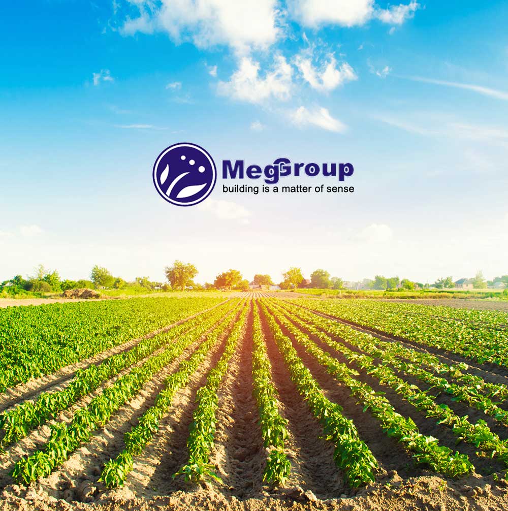 meg group